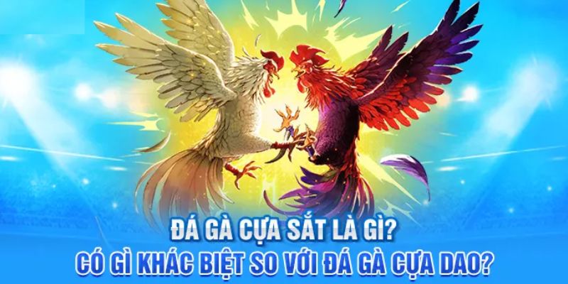 Bộ môn đá gà cựa sắt mới mẻ, kịch tính