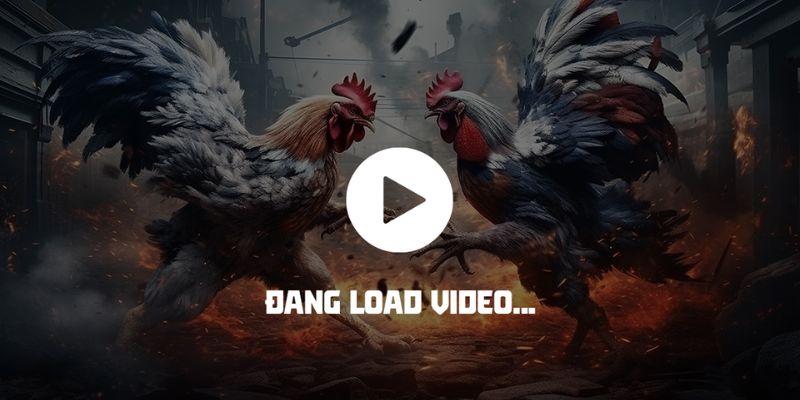 Loại hình đá gà trực tiếp có gì hấp dẫn